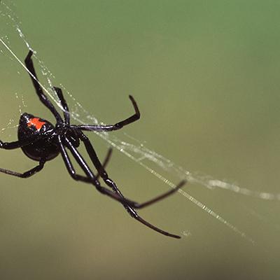 动物进化装备大全,食肉动物大对决