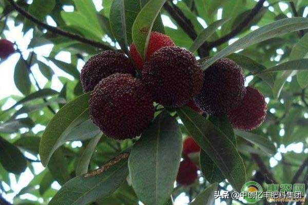 杨梅病虫害用什么农药好,杨梅病虫害防治什么时间