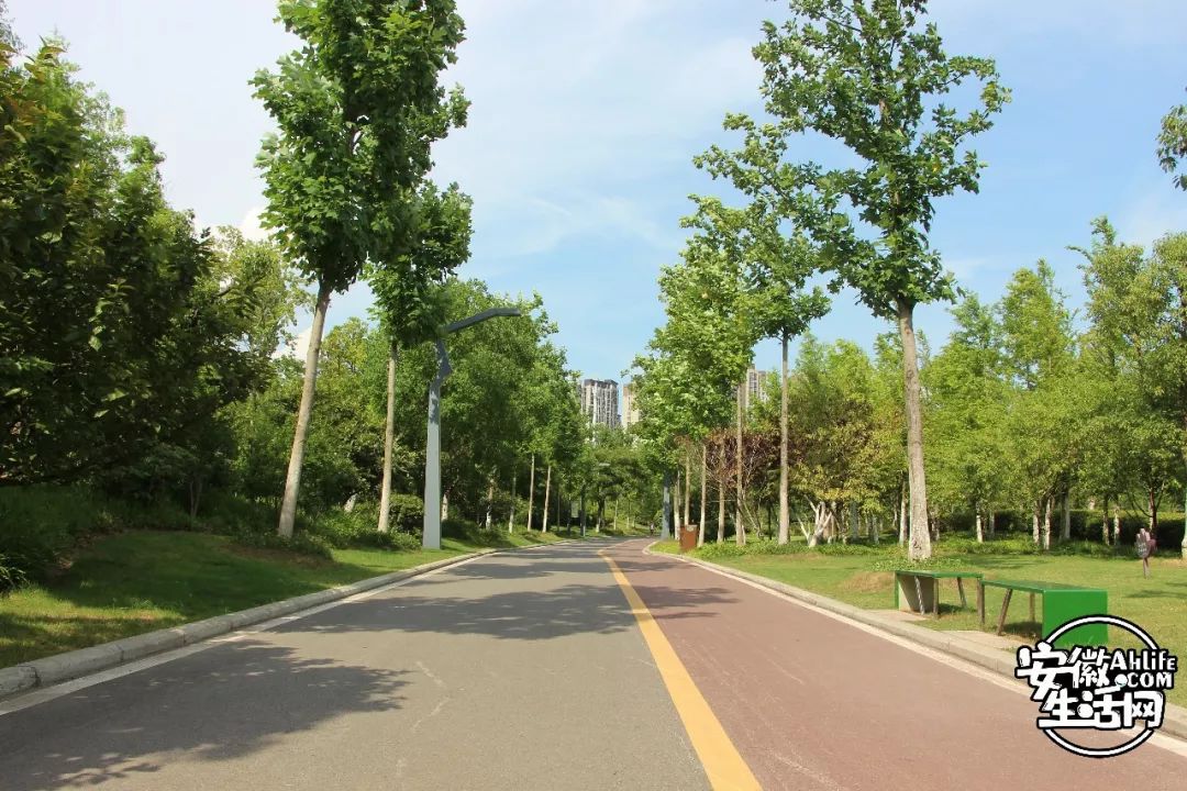 庐阳老城内藏着一处最大的综合性森林公园，人少景美，关键还免费