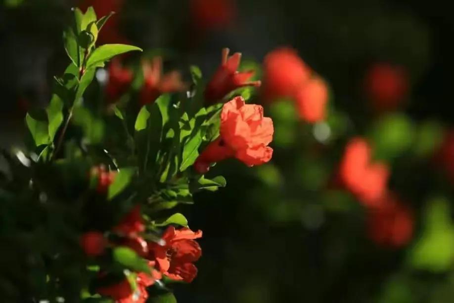 关于月的10首诗,以月为意象的十首诗