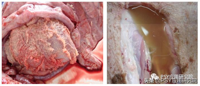 育肥猪呼吸道疾病有哪些,如何防控急性呼吸道疾病