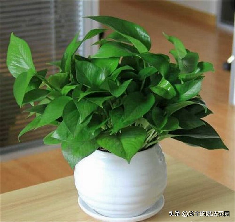 绿萝适合跟鱼一起养吗,绿萝下雨天可以放到外面淋雨