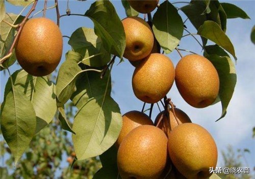 农业种植致富项目加盟,农业种植项目怎么样