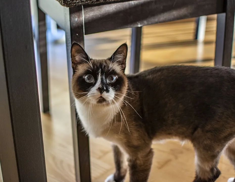 猫身上的弓形虫怎么传播给孕妇,怀孕了就一定要把猫咪送走吗