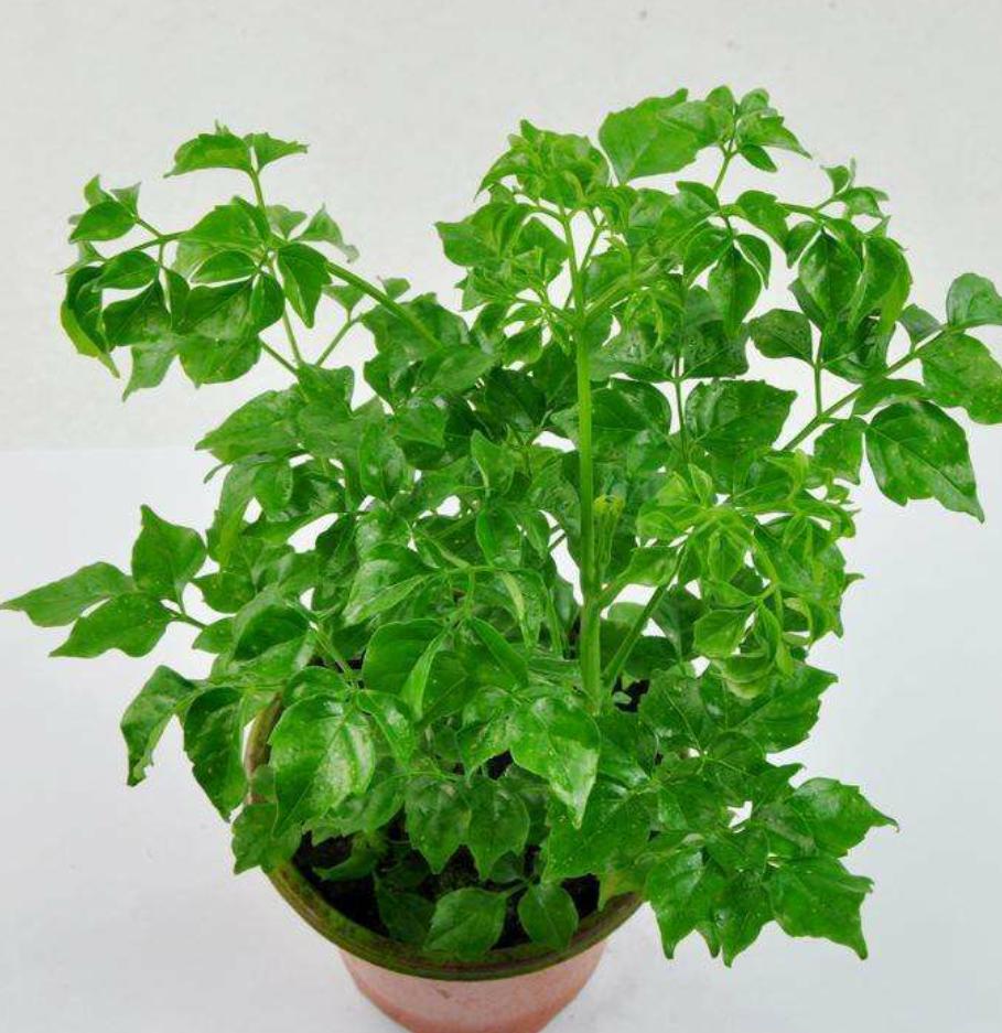 幸福树叶子少怎么才能枝繁叶茂,幸福树叶子越来越少怎么养