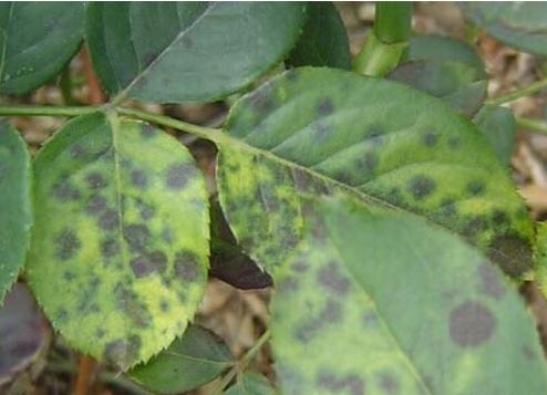 月季的霜霉病和灰霉病的区别,月季霜霉病的治疗方法视频