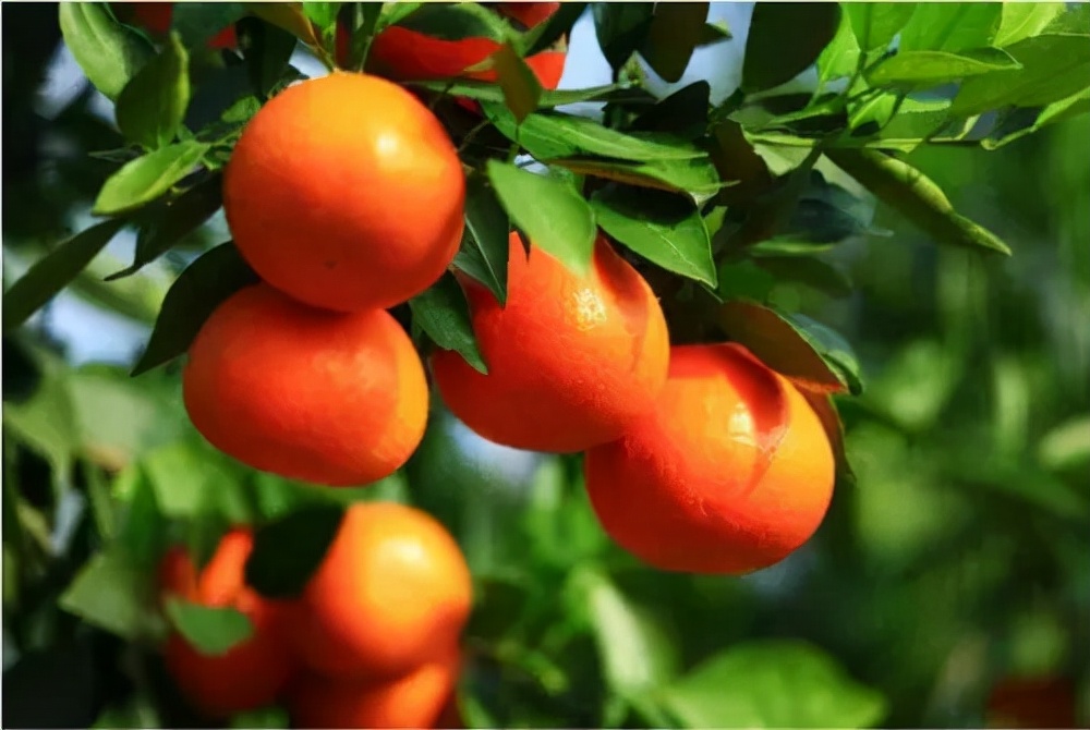 宁波适合种什么水果,宁波南洋水果