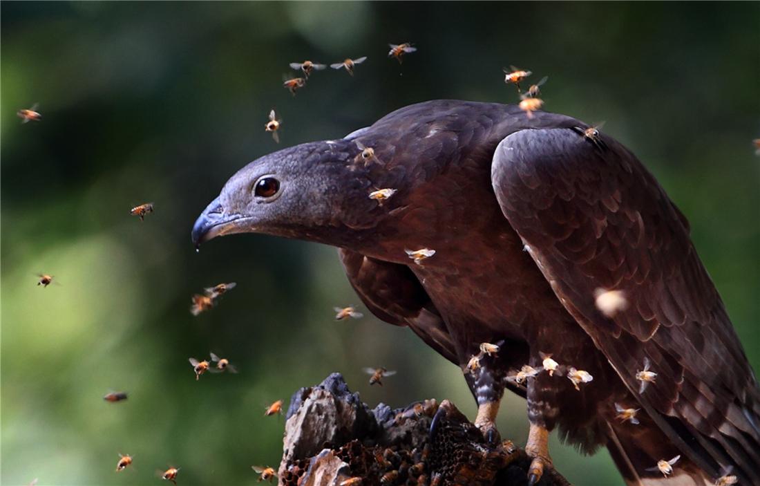 泰山上有猛禽,泰山上发现猛禽