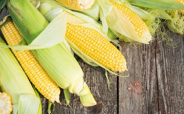 2000积温的玉米种子,玉米良种亩产2000斤