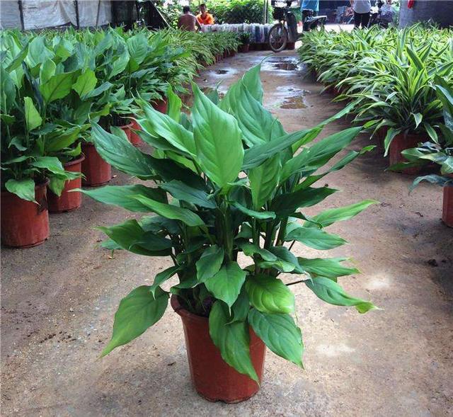 这3种花尽量不要碰水,一年四季不死的十种花水养