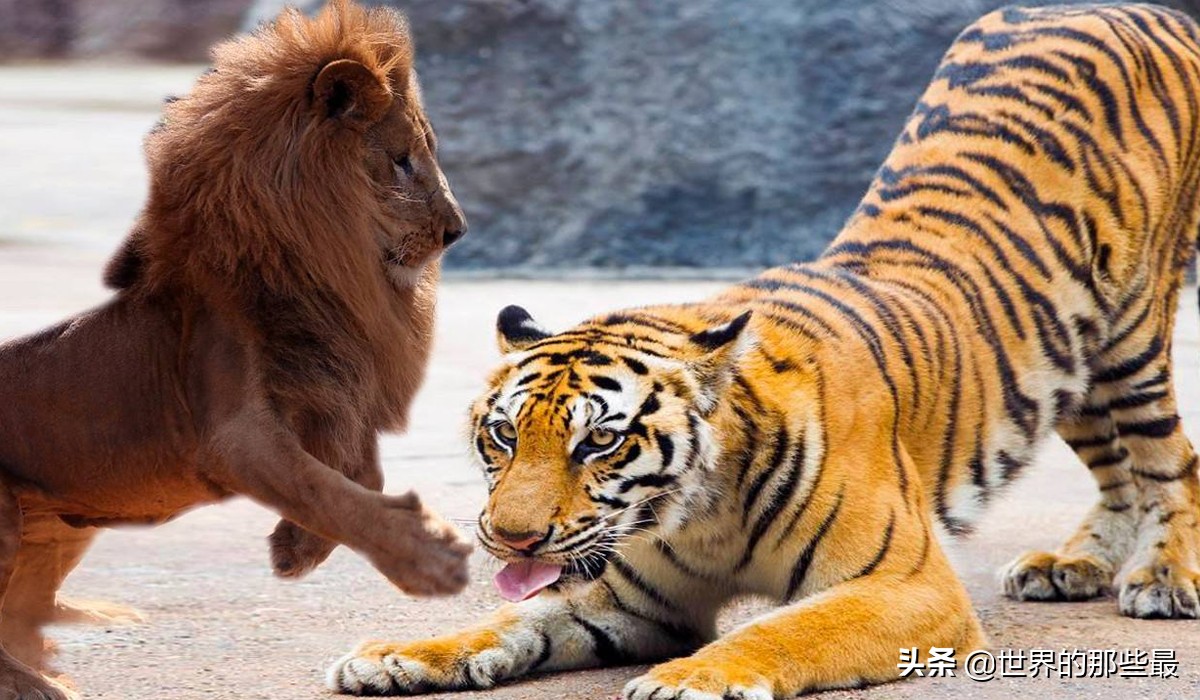 最强的狮子和最强的虎哪个更强,狮子和老虎的数据对比