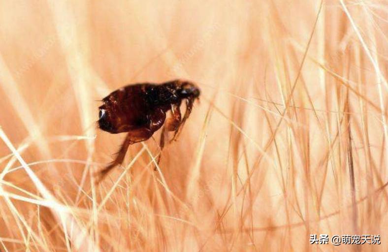 人与狗玩耍的禁忌,人与狗相处的禁忌