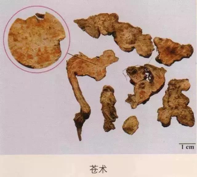 中药材图片大全大图带药名,200多味中药材图谱带图