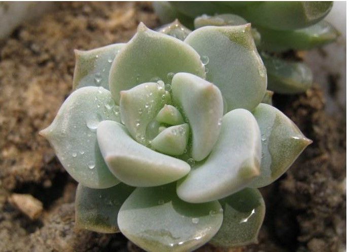 最全多肉图鉴大全,图鉴植物