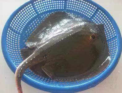 开海什么海鲜最好,开海季肥美海鲜