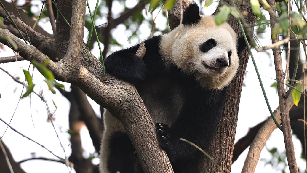 你真的了解cba吗,你了解fba和fbm吗