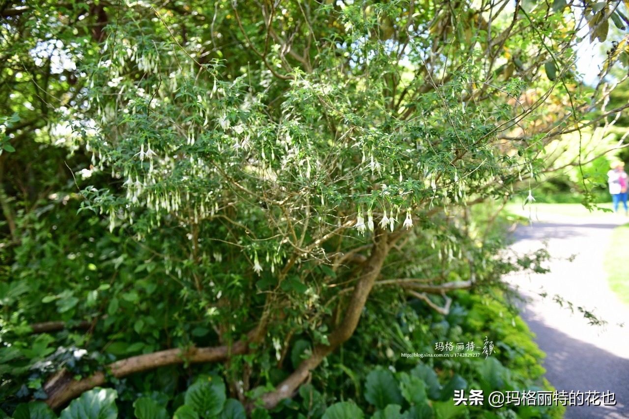 园丁金挂有排期吗,吊钟海棠怎么养护