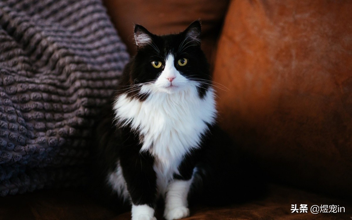 如何处置调皮的小猫咪,怎么让猫咪变得调皮捣蛋