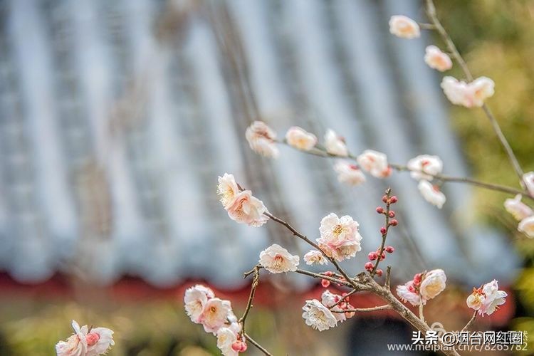 南京梅花山梅花开了吗,来南京梅花山赏梅花