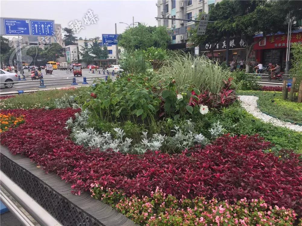 双流最近花海,双流二月花海