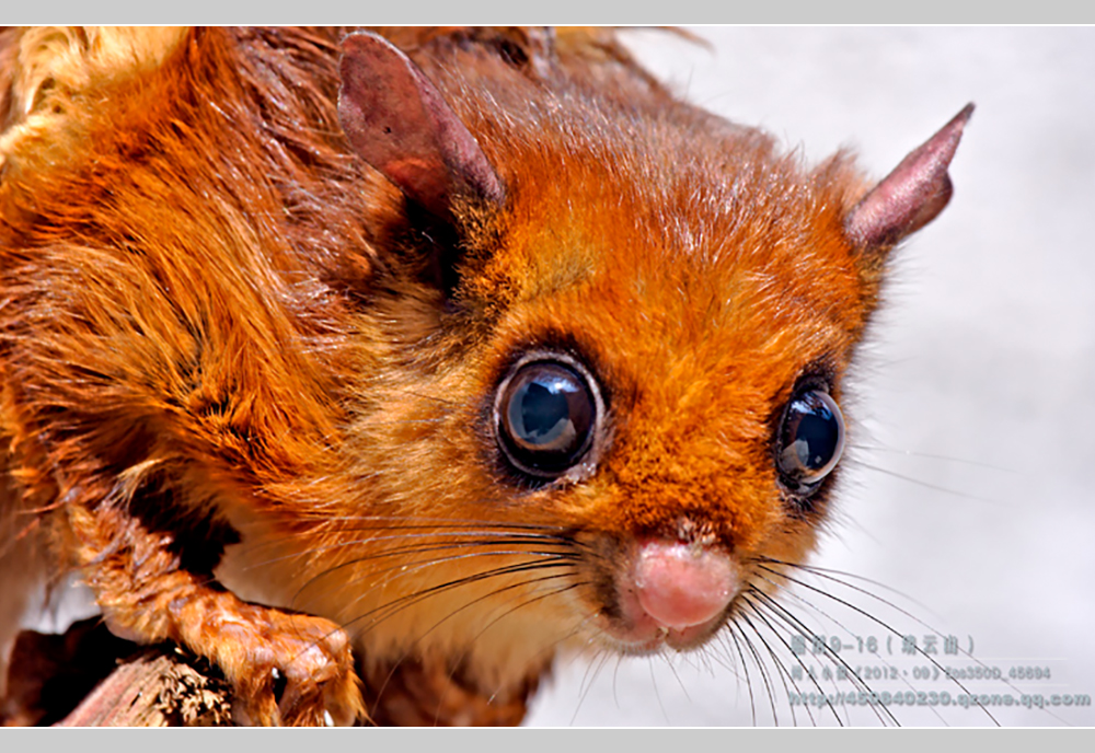 摄影飞行素材,飞鼠摄影作品欣赏