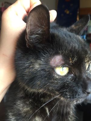 如何才能有效的治好猫癣,人得猫癣怎么治疗才可以根除