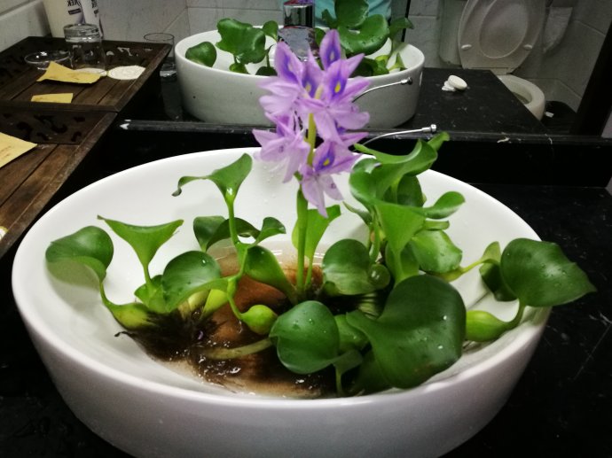 金鱼缸适合养什么水草图片,金鱼缸里养什么样的水草好