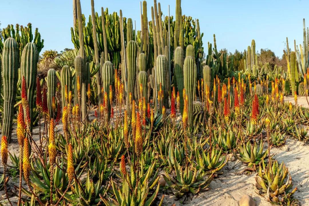 厦门海岸线咖啡网红打卡地地址,厦门观音山网红打卡地
