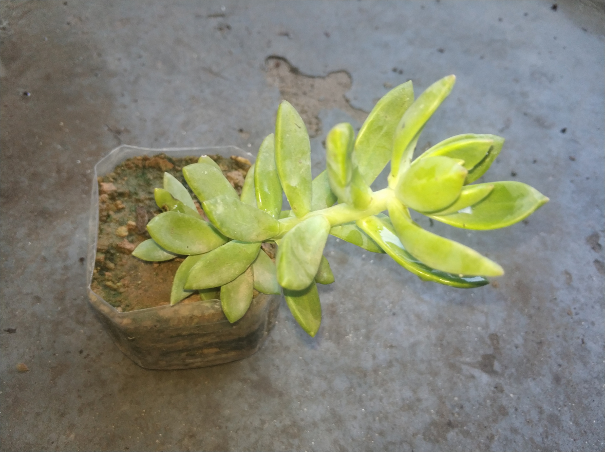 黄丽徒长砍头后怎么养护,黄丽夏季露养