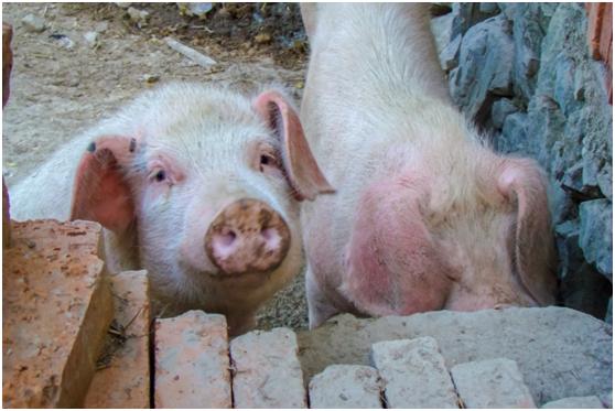 中合海盛互联网+养殖或将成为致富“金钥匙”