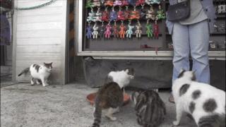 大家都在争抢猫爪杯？吸猫的最高境界，带着摄影机“猫步走天下”