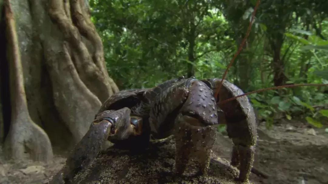 椰子和螃蟹能一起吃吗,传说中的椰子蟹剥开后全是蟹肉