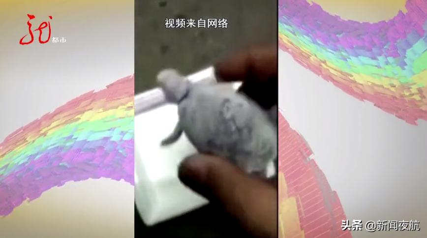 快递邮寄观赏鸽,6天6夜没发出,直接饿死了!快递公司还狡辩:谁能证明是你寄的?