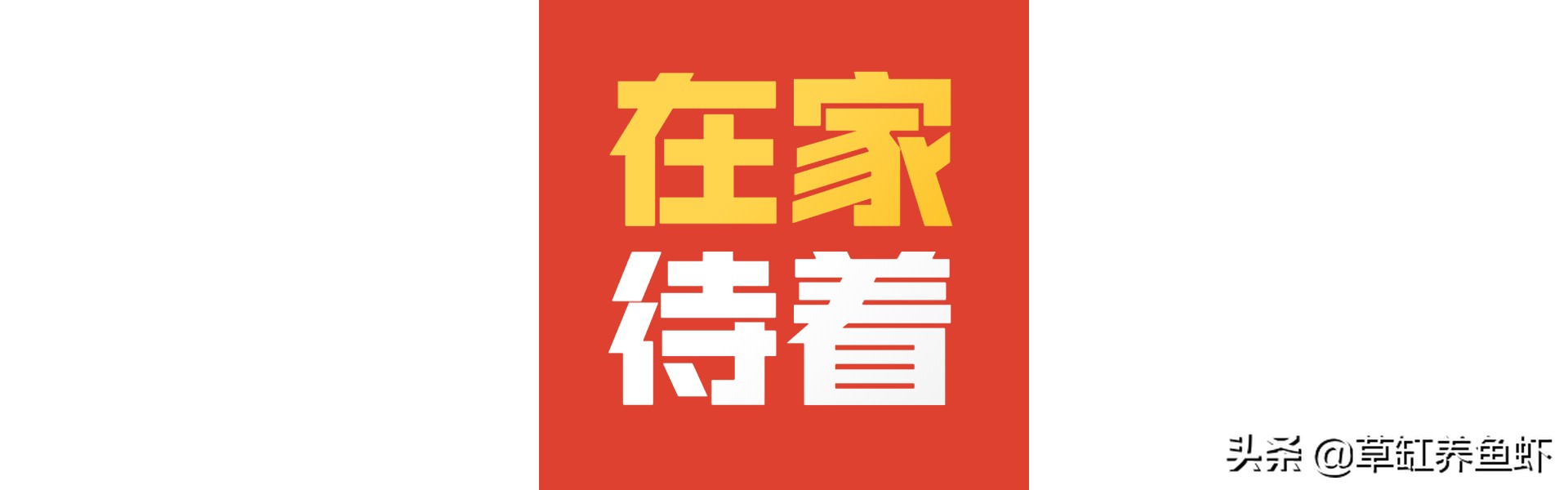 战“疫”在外，人不在家31天，我家里的鱼现在怎么样了？