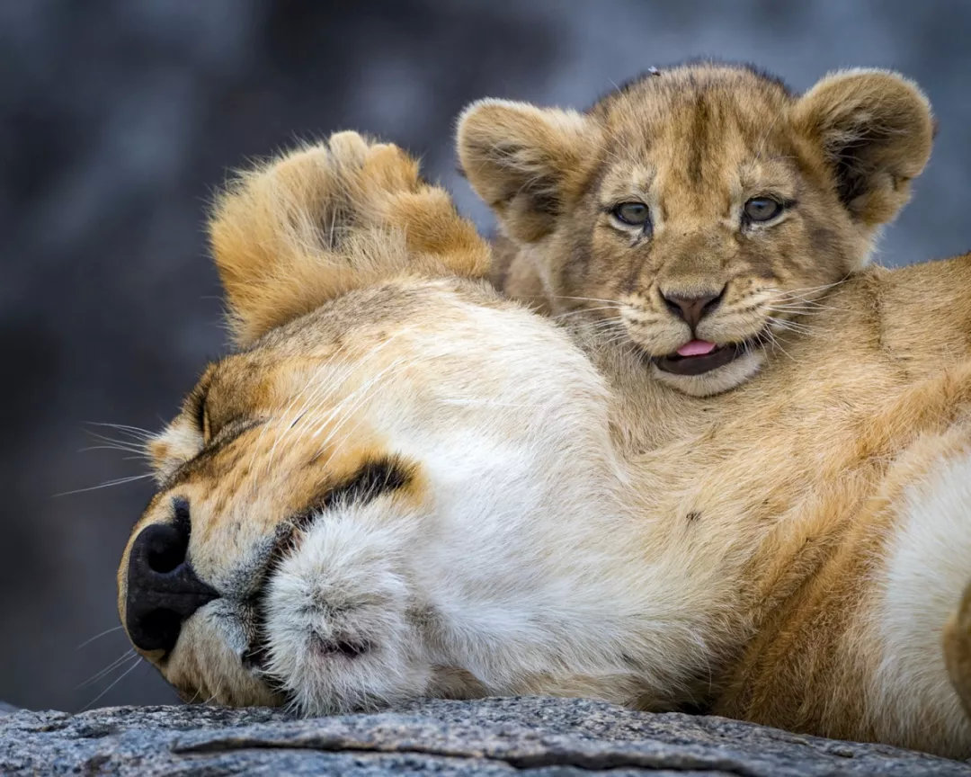 有袋类动物有哪些科,有袋类动物幼儿科普