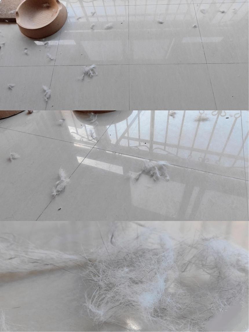 盘点铲屎官养的那些小宠物,铲屎官整宠物