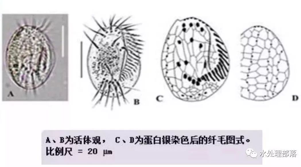 高清丨污水处理微生物图谱