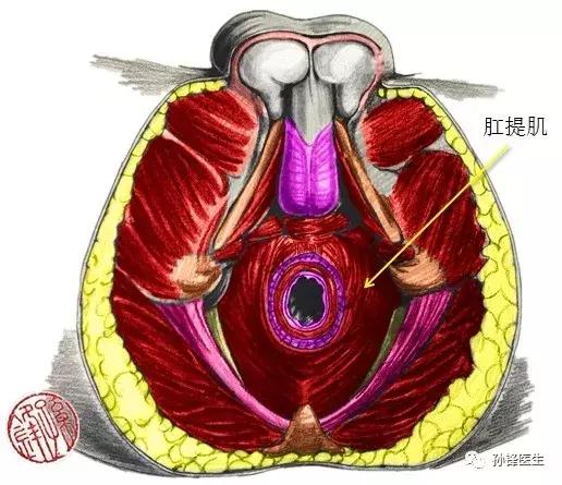医学笔记︱男性会阴部的肌肉系统(中肛管水平):(下)