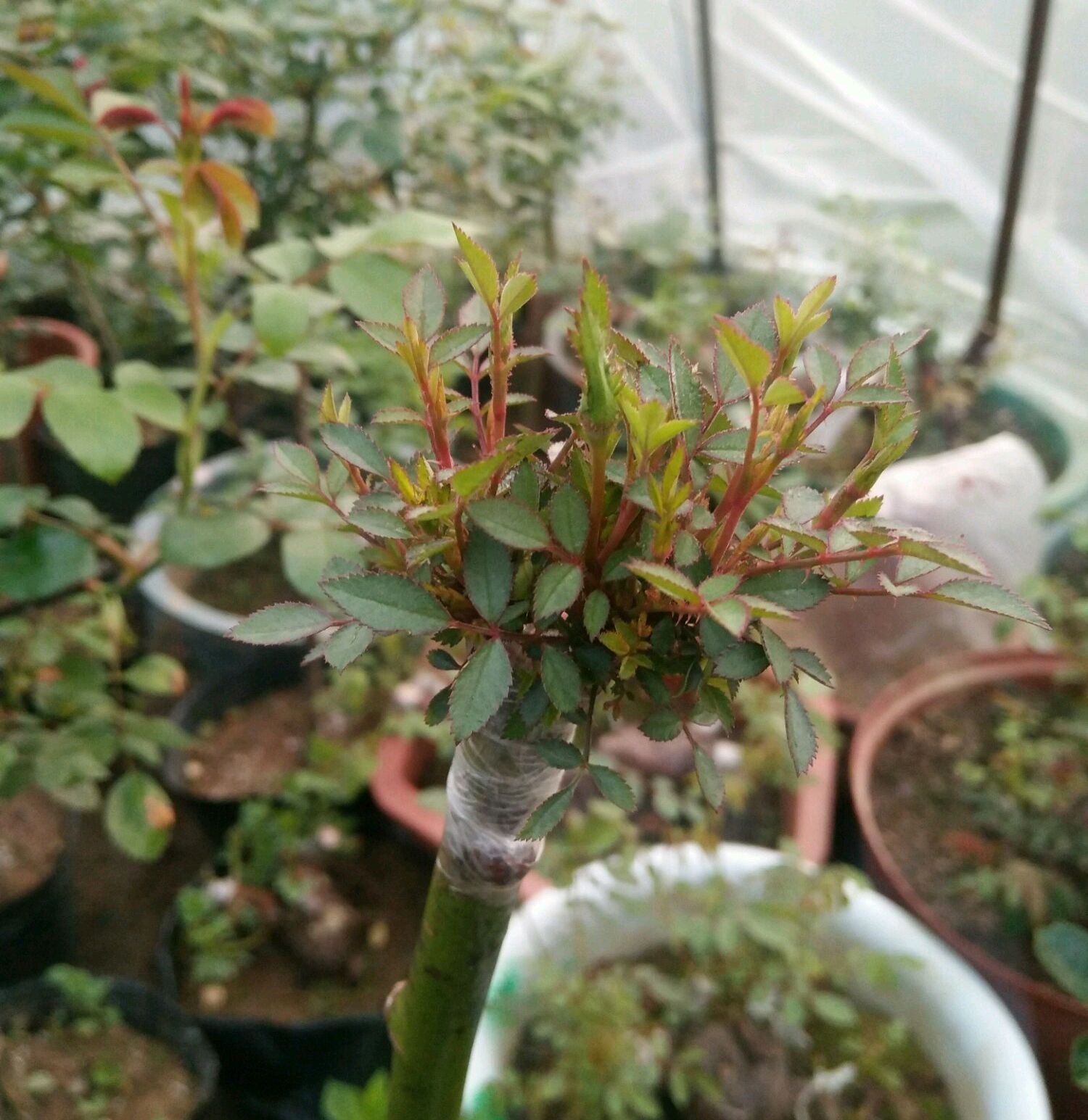 树状月季遇大风如何固定,树状月季春季剪秃会死掉吗