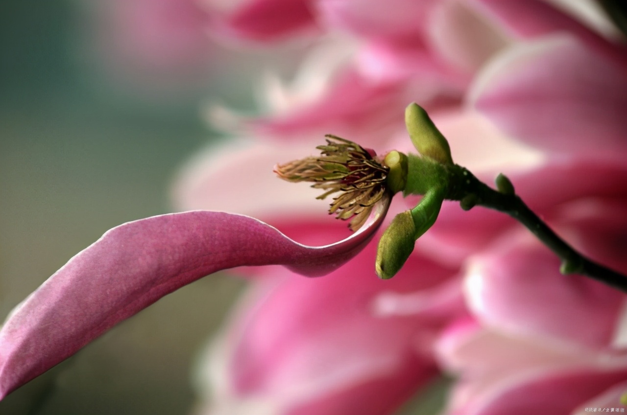 江南四大才子文徵明眼中的玉兰是什么样子？不仅美，还特别有诗意