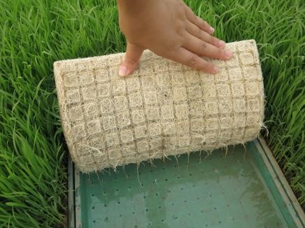 水稻秧苗赤枯病图片,低温寡照对果树的影响