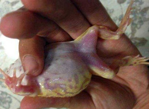 牛蛙腹水病用什么消毒,牛蛙蝌蚪有腹水什么原因