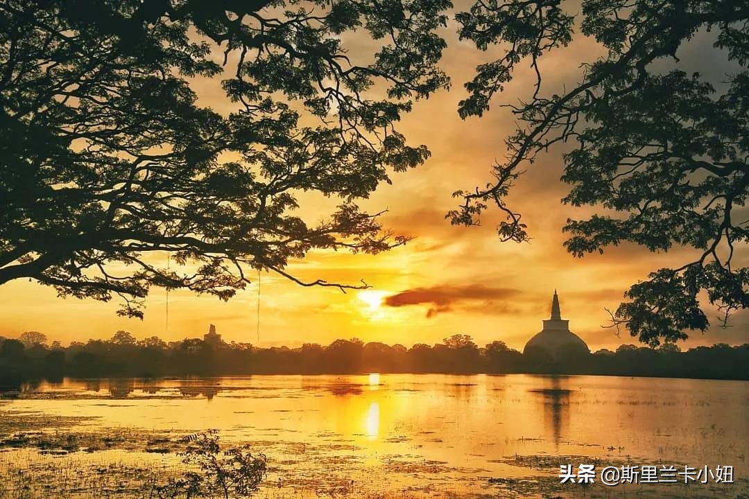 菠萝蜜：我们眼中的水果皇后，却是解决斯里兰卡饥荒的治愈食材