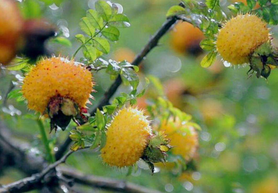 榴莲最便宜的水果,和榴莲一个档次的水果有哪些