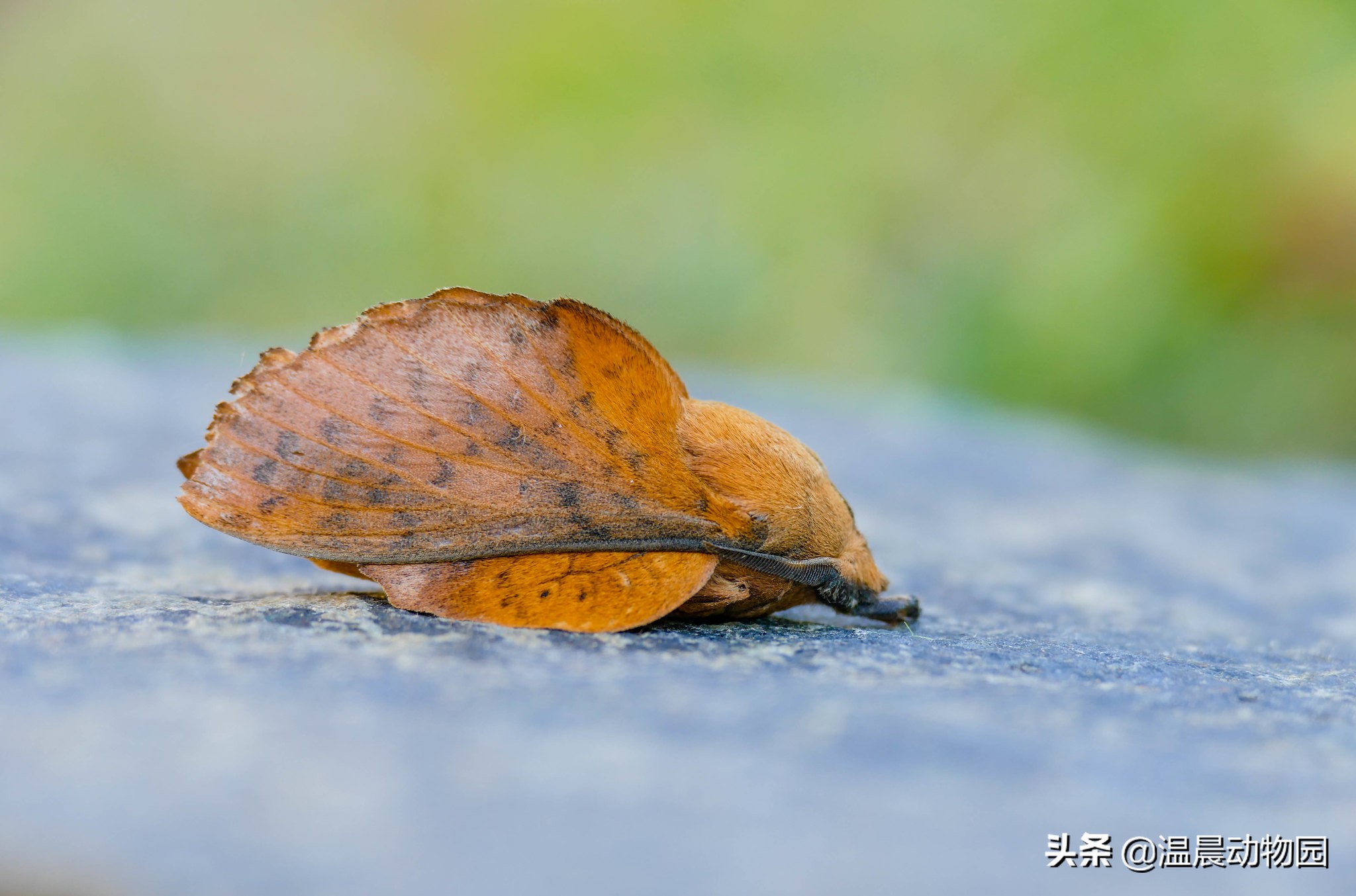 枯叶蝶拟态科普,昆虫拟态有多可怕