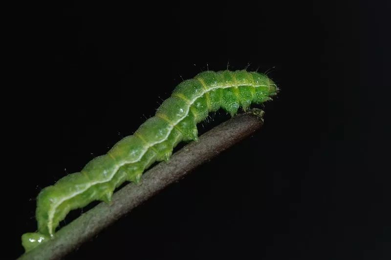 富川这种虫子卖出天价，炒到400元/斤，你敢吃吗？