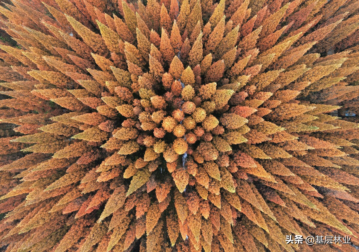 水杉树是不是一级保护植物,杉木属里有水杉吗