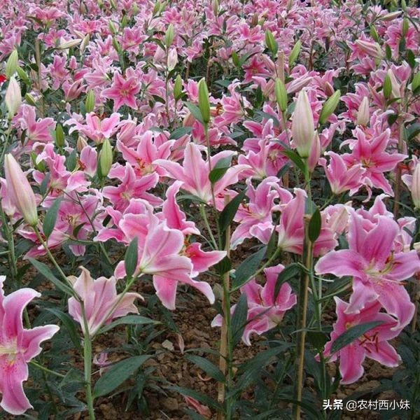 香水百合怎么养才会花开不断,如何养香水百合才可以养好呢