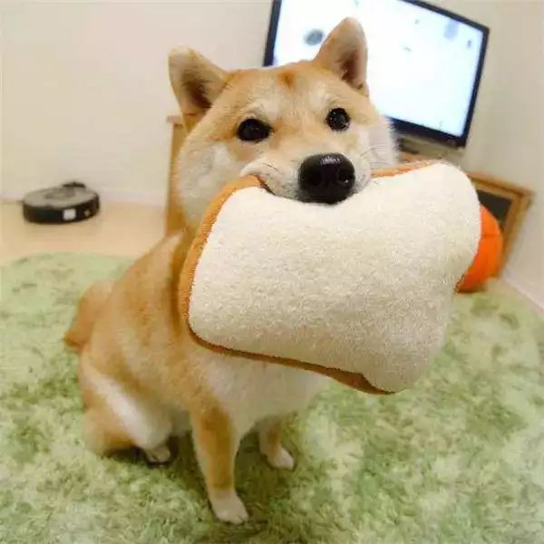 自制狗粮真的好吗,狗粮自制简单方法