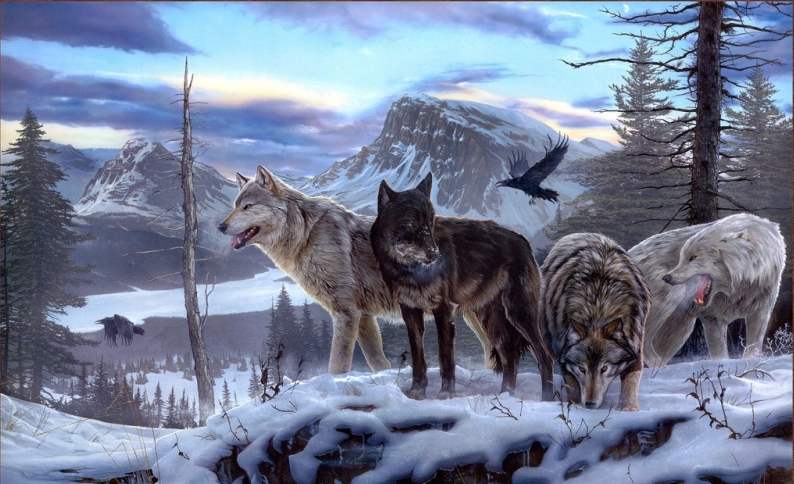 《狼道》：狼性中做人，残暴你才会成功